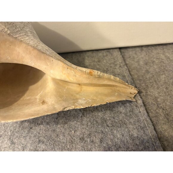 1 Medium to Somewhat Large Whelk Shell 10.5 " # 3030 - Picture 3 of 5